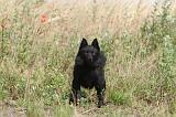 SCHIPPERKE 027